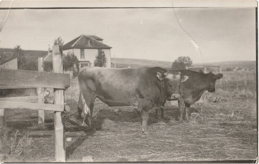 Dad's Cows - RPPC, c. 1910s