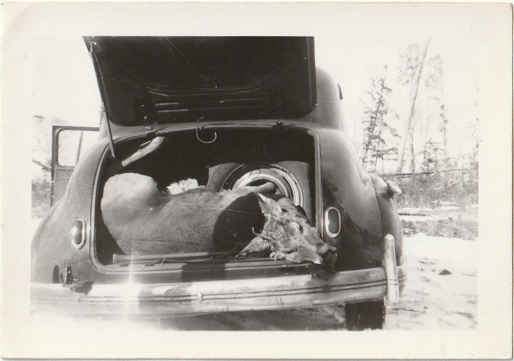Deer Shot in Forest County - Dead Deer in Car Trunk - Snapshot, c. 1943