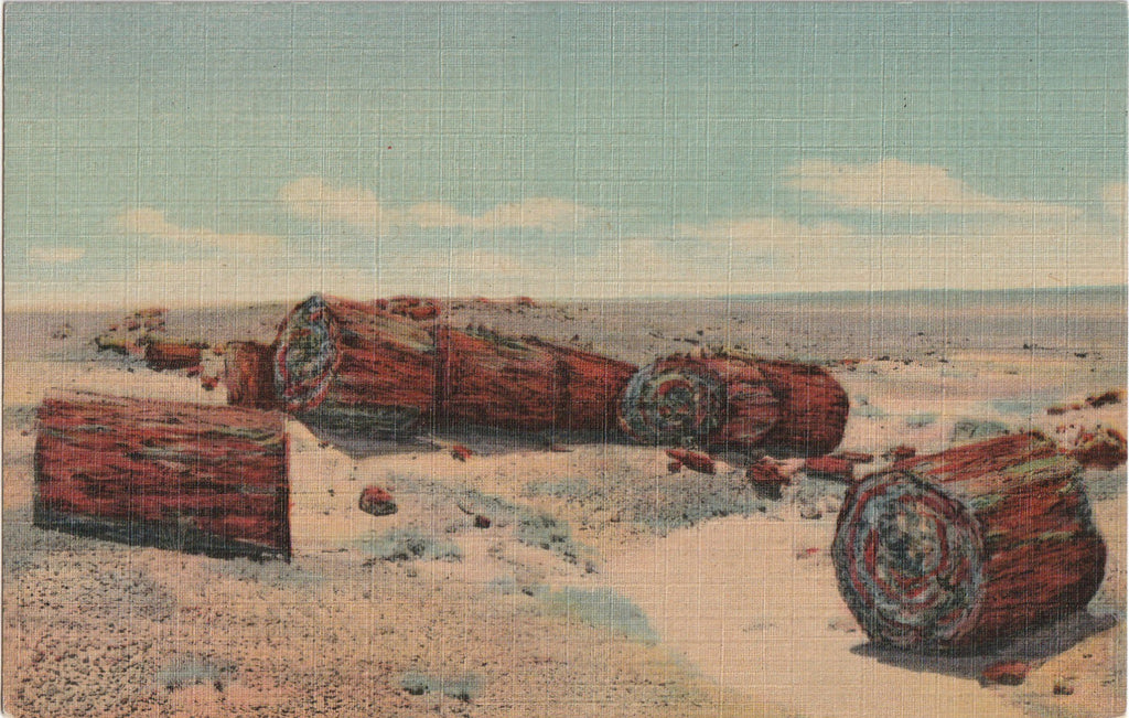 Driftwood Petrified Forest Arizona Vintage Postcard