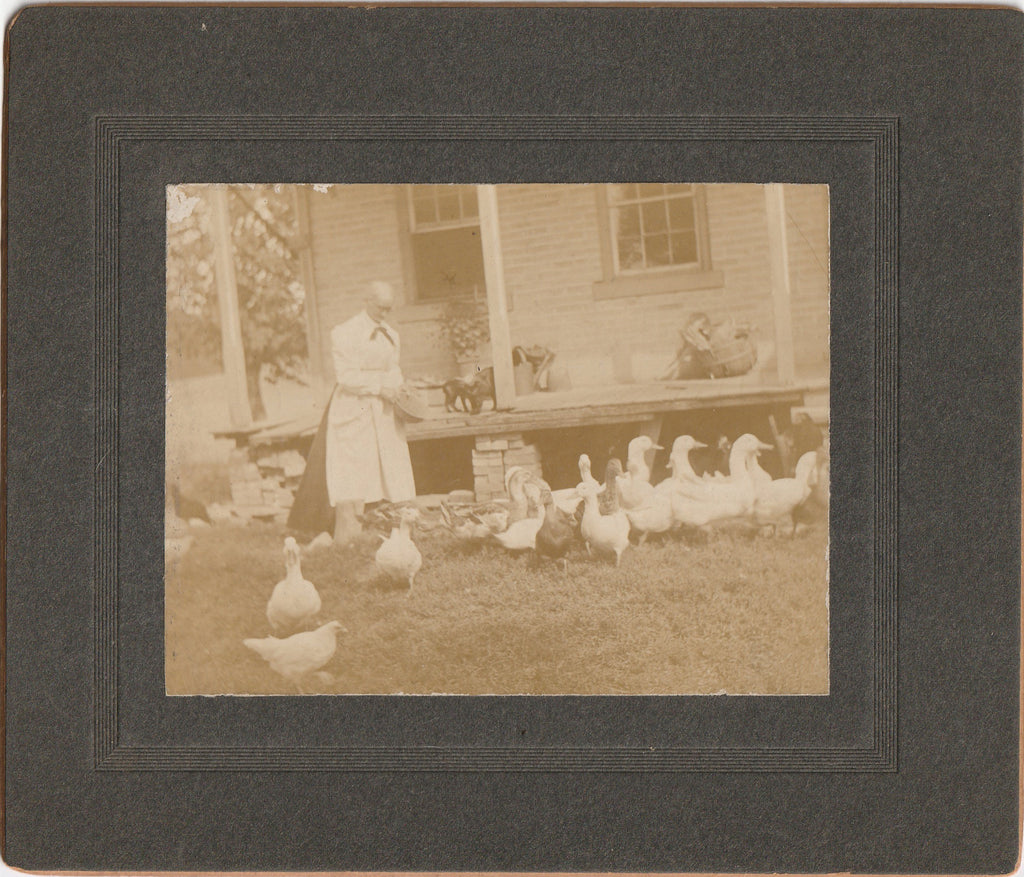 Ducks, Chickens and Cats - Cabinet Photo, c. 1900s
