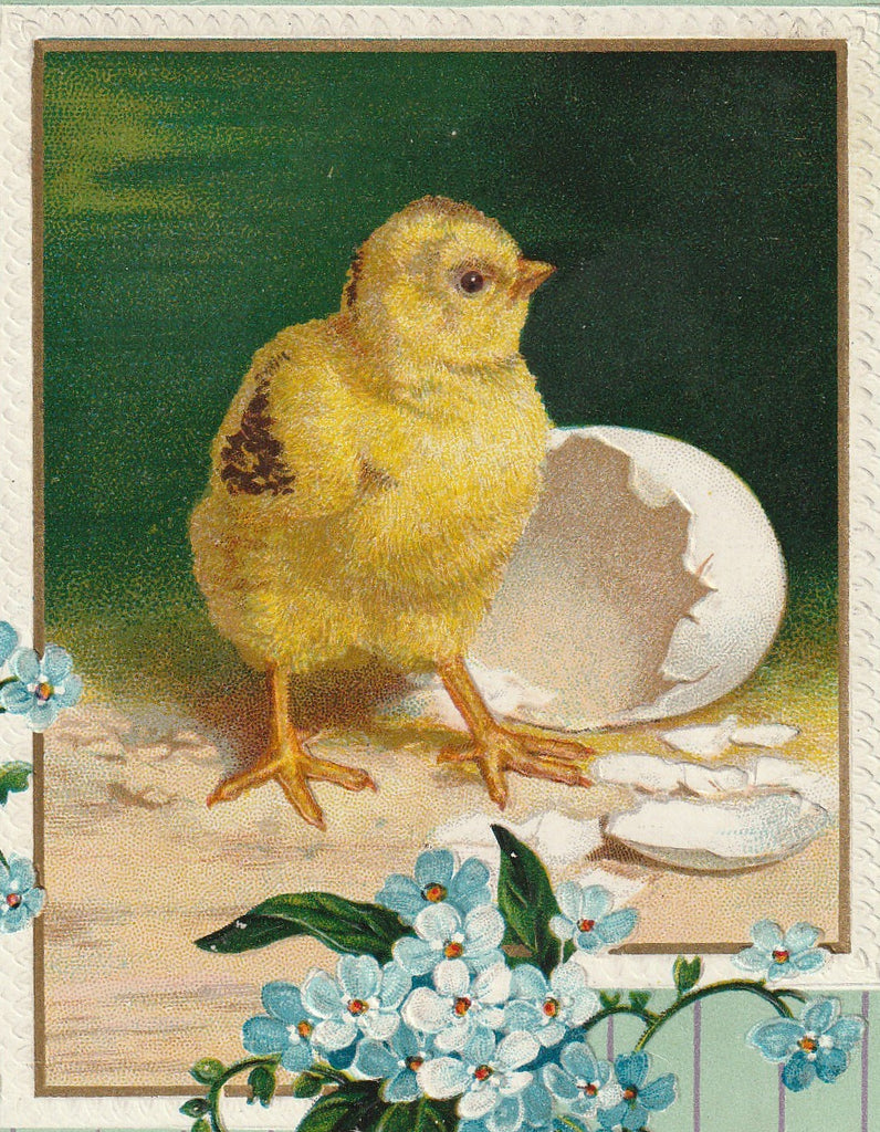 Easter Chick Hatchling Antique Postcard Close Up
