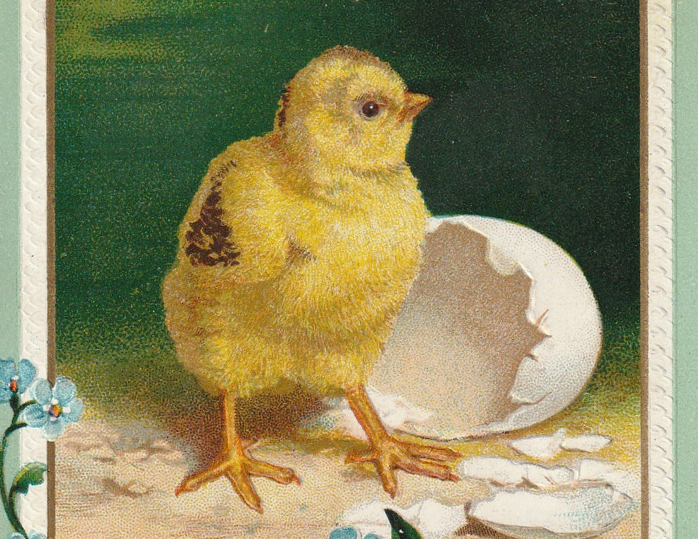 Easter Chick Hatchling Antique Postcard Close Up 2