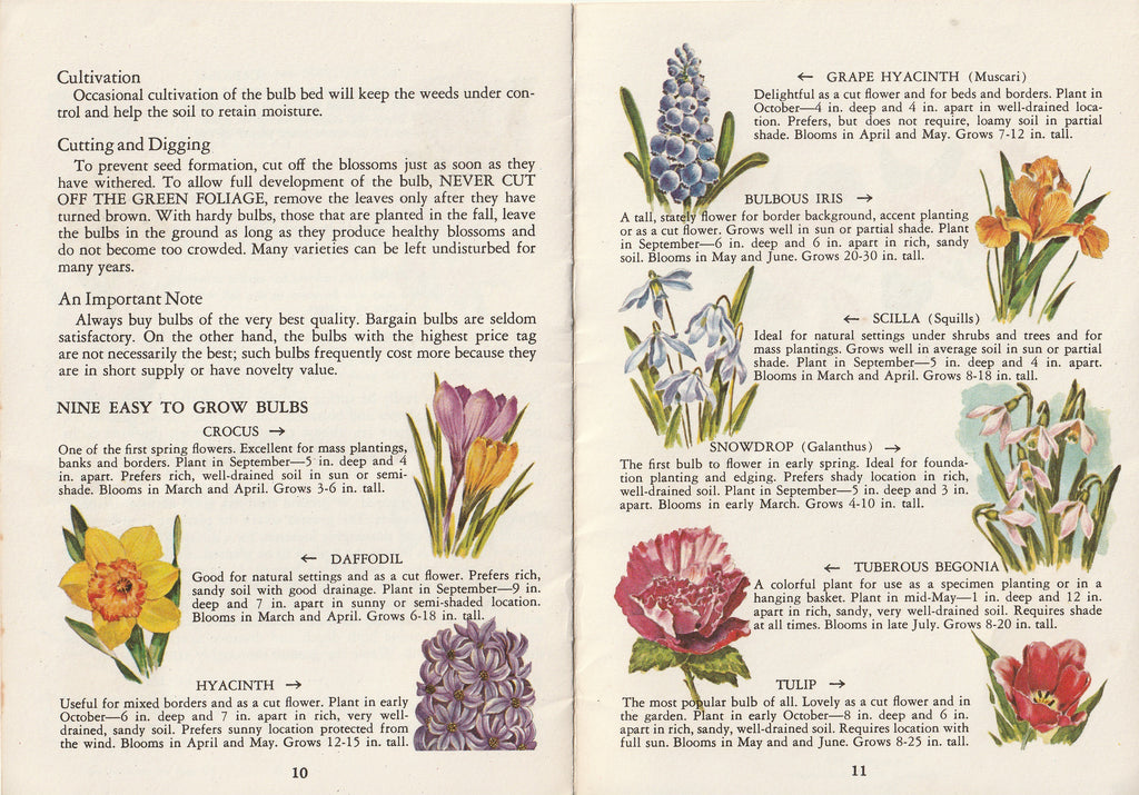 Enjoy the Beauty of Your Own Perrenials, Annuals, Bulbs - C. Julian Fish - Trautman, Bailey & Blampey - General Motors Information Rack Service - Booklet, c. 1963 Pg. 10-11