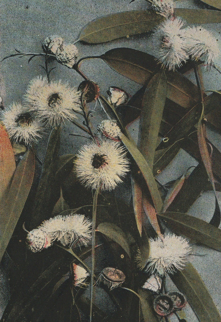 Eucalyptus Buds and Blossoms California Vintage Postcard Close Up