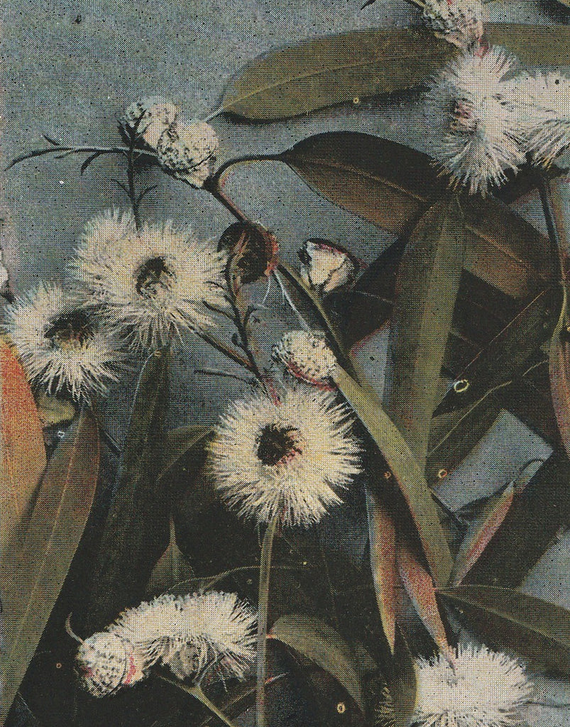 Eucalyptus Buds and Blossoms California Vintage Postcard Close Up 2