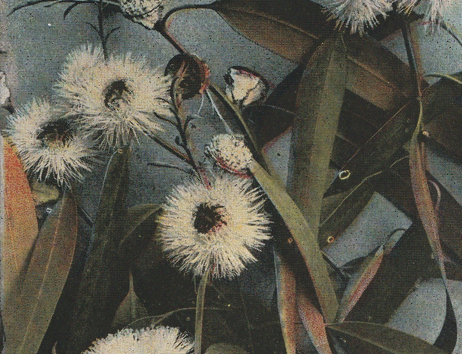 Eucalyptus Buds and Blossoms California Vintage Postcard Close Up 3