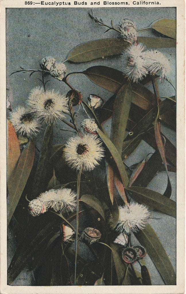 Eucalyptus Buds and Blossoms California Vintage Postcard
