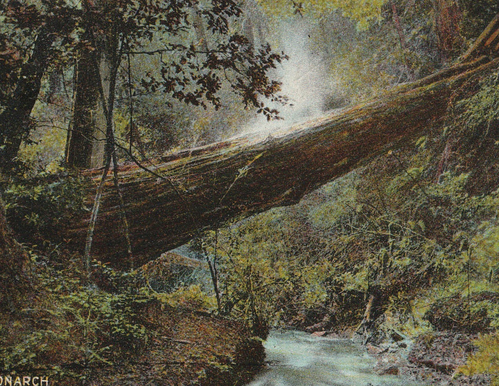Fallen Monarch - Muir Woods - Postcard, c. 1910s