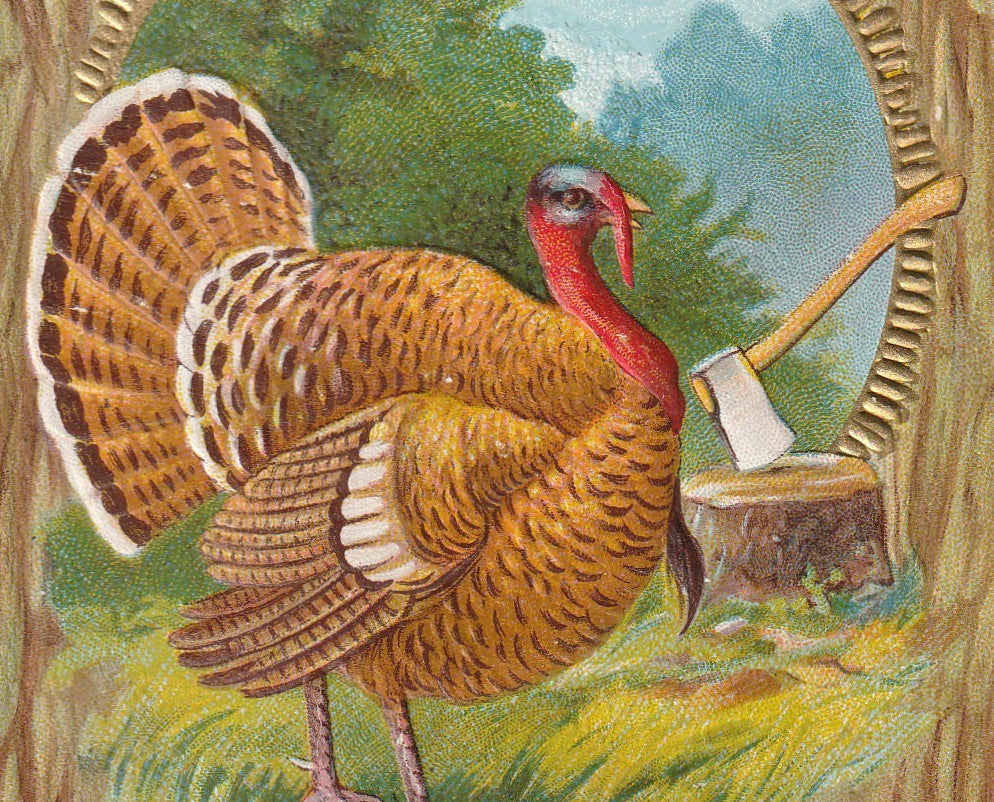 Fat Thanksgiving Turkey Postcard Close Up 2