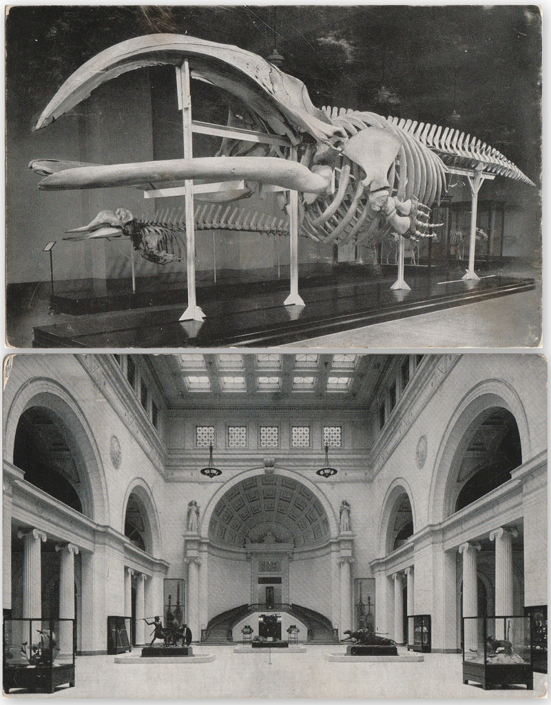 Field Museum of Natural History Chicago Vintage Postcards