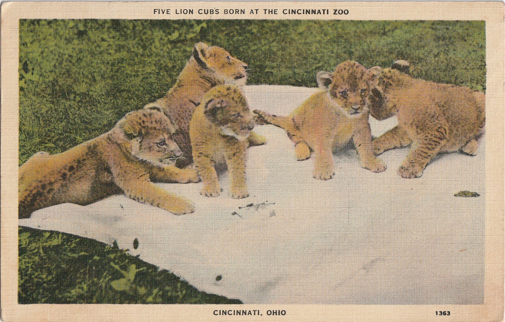 Five Lion Cubs Born At Zoo Cincinnati Ohio Postcard 