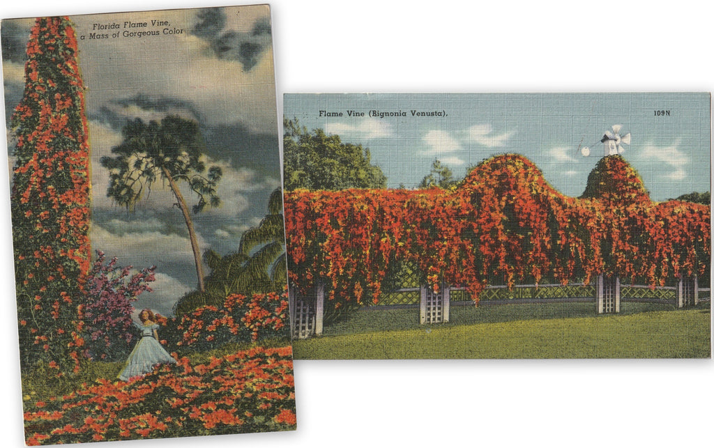Flame Vine Bignonia Venusta Florida SET of 2 Postcards