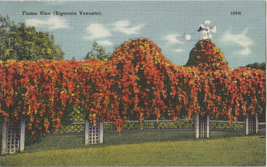 Flame Vine Bignonia Venusta Postcard