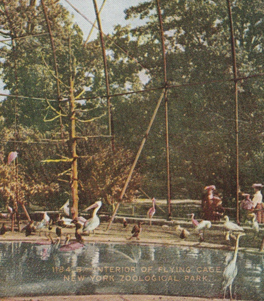 Pelican Flying Cage New York Zoological Park Postcard Close Up