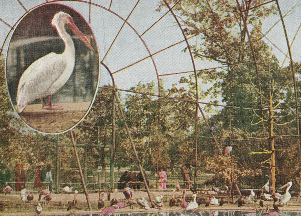 Pelican Flying Cage New York Zoological Park Postcard Close Up 2