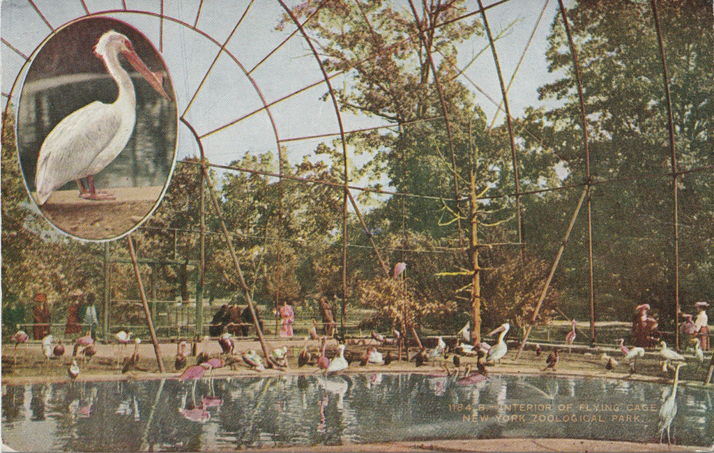 Pelican Flying Cage New York Zoological Park Postcard