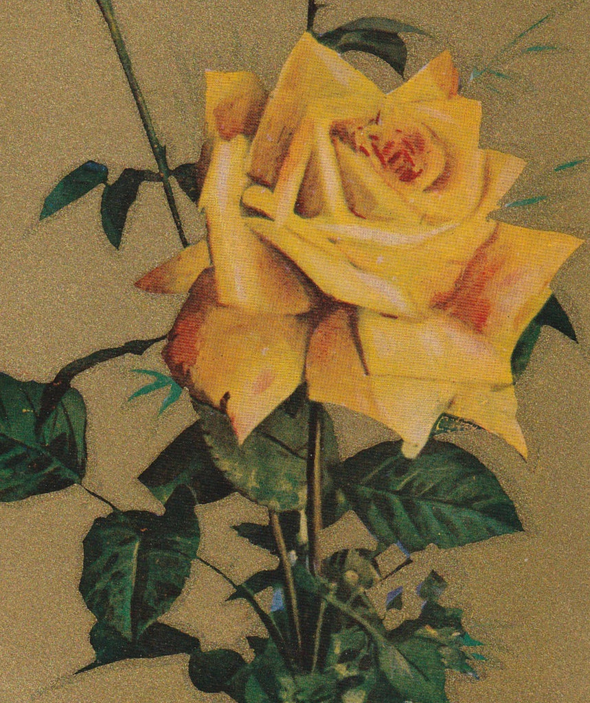 Edwardian Yellow Rose Greeting Postcard Close Up