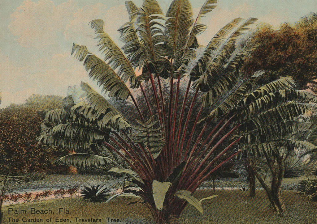 Garden of Eden Travelers Tree Palm Beach Florida Postcard Close Up