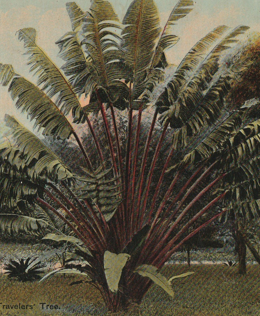 Garden of Eden Travelers Tree Palm Beach Florida Postcard Close Up 2
