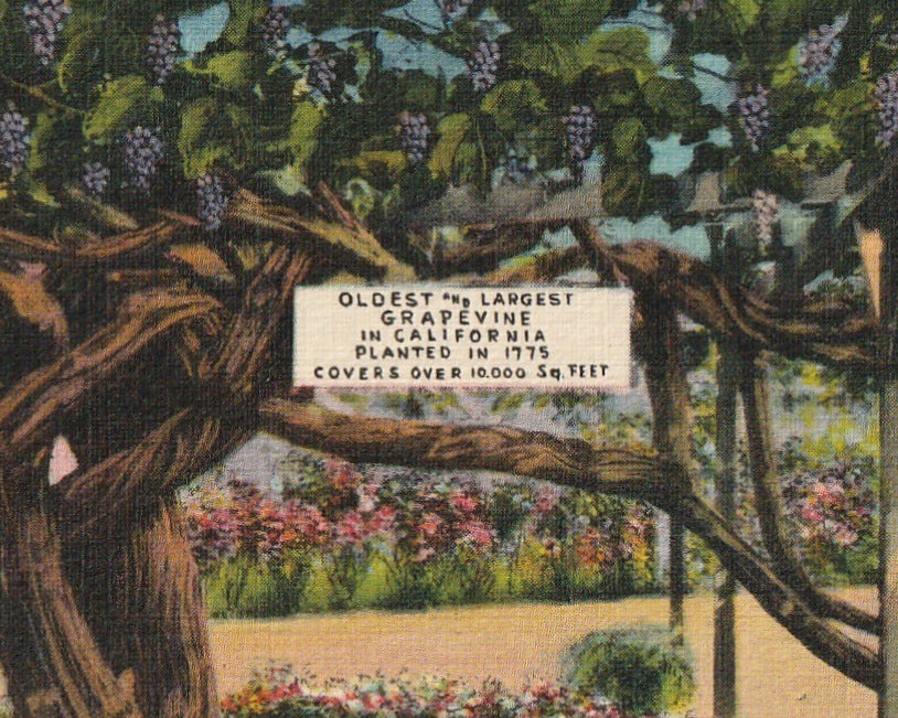 Grape Vine San Gabriel CA Vintage Postcard Close Up