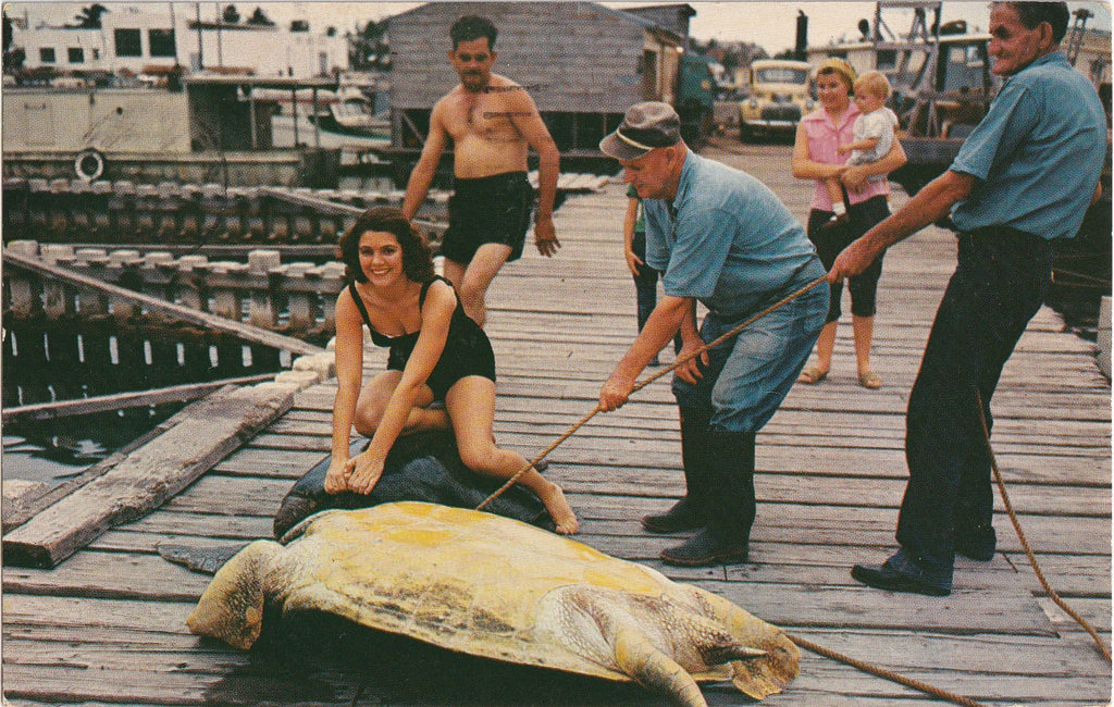 Green Turtle Steaks - Turtle Crawls, Key West, Florida - Postcard, c. 1960s
