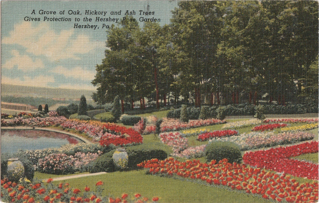 Grove Hershey Rose Garden Pennsylvania Vintage Postcard