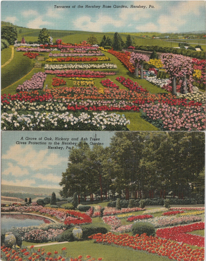 Grove at Hershey Rose Garden Pennsylvania Vintage Postcard SET