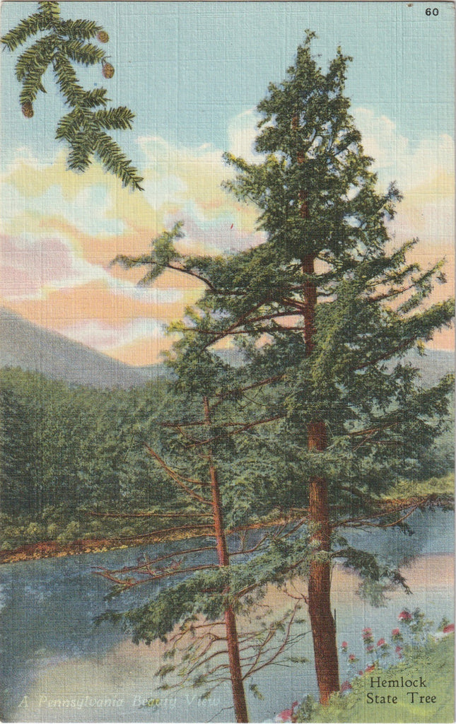 Hemlock State Tree Pennsylvania Postcard 2