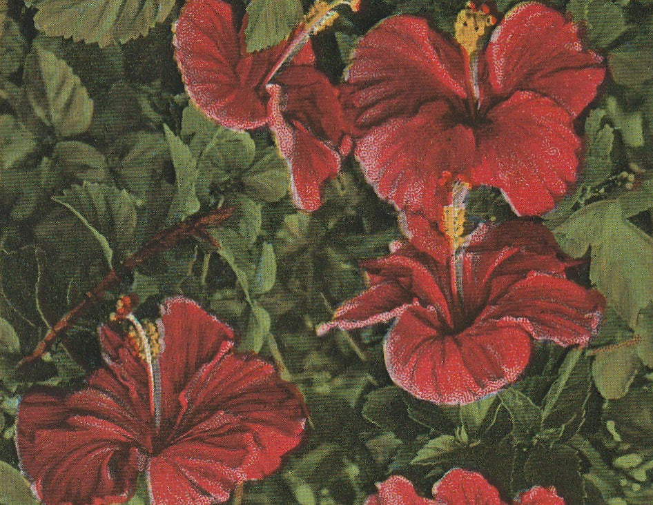 Hibiscus Blossoms Florida Vintage Postcard Close Up 2