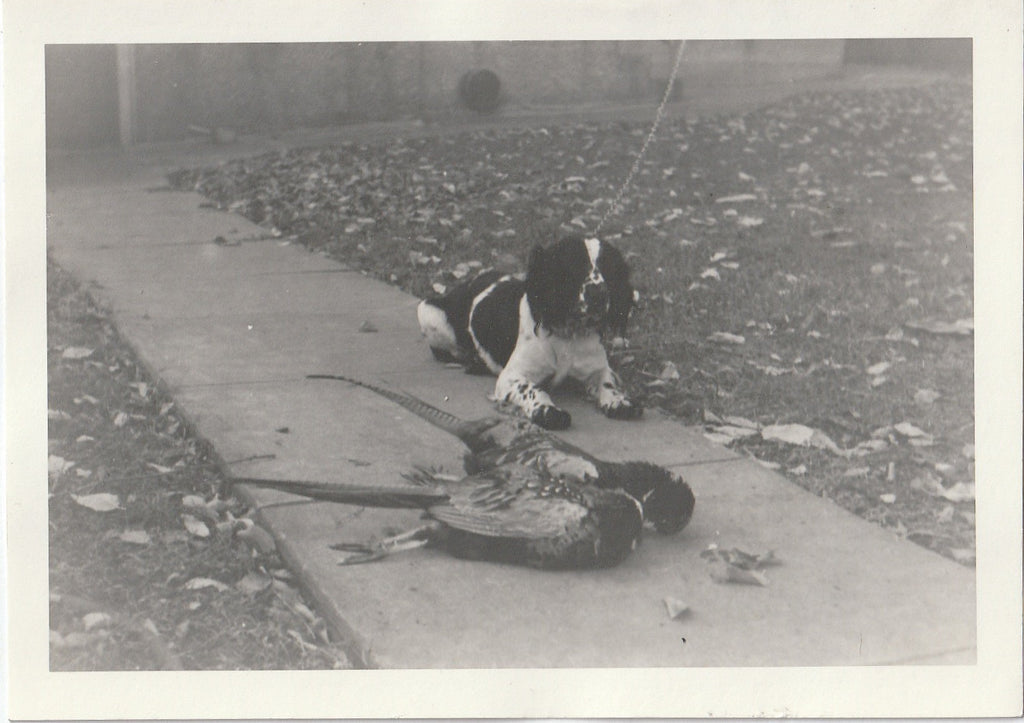 Hunting Dogs - Pheasant Hunter - 2 of 4 - Photo, c. 1950s