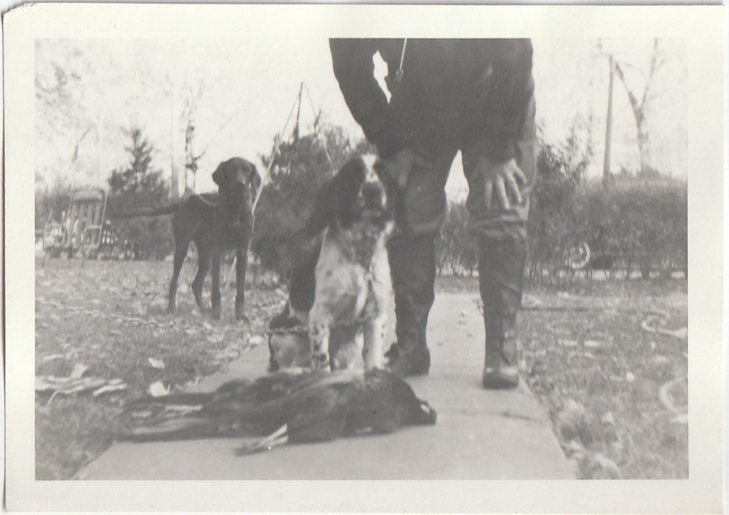 Hunting Dogs - Pheasant Hunter - 3 of 4 - Photo, c. 1950s