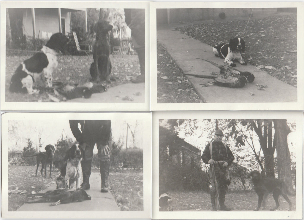 Hunting Dogs - Pheasant Hunter - SET of 4 - Photos, c. 1950s