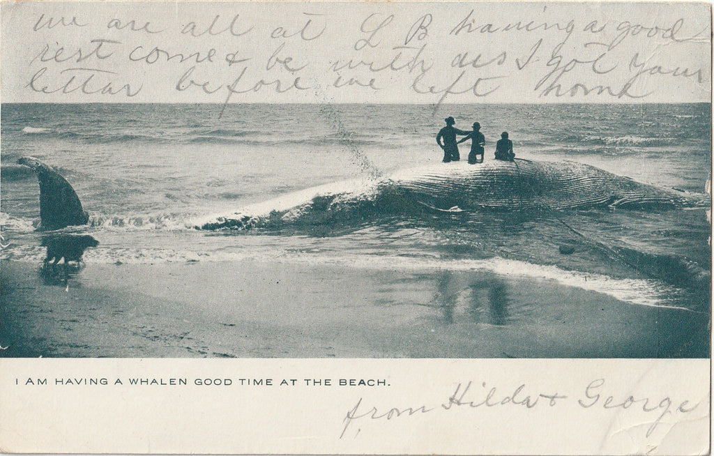 I Am Having a Whalen Good Time at the Beach - Beached Whale - California Souvenir  - Walter M. Reeves - Postcard, c. 1900s