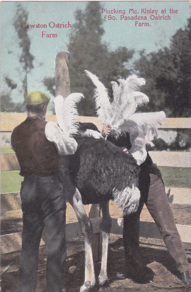 Plucking McKinley- 1900s Antique Postcard- Cawston Ostrich Farm- South Pasadena, California- Ostrich Feathers-