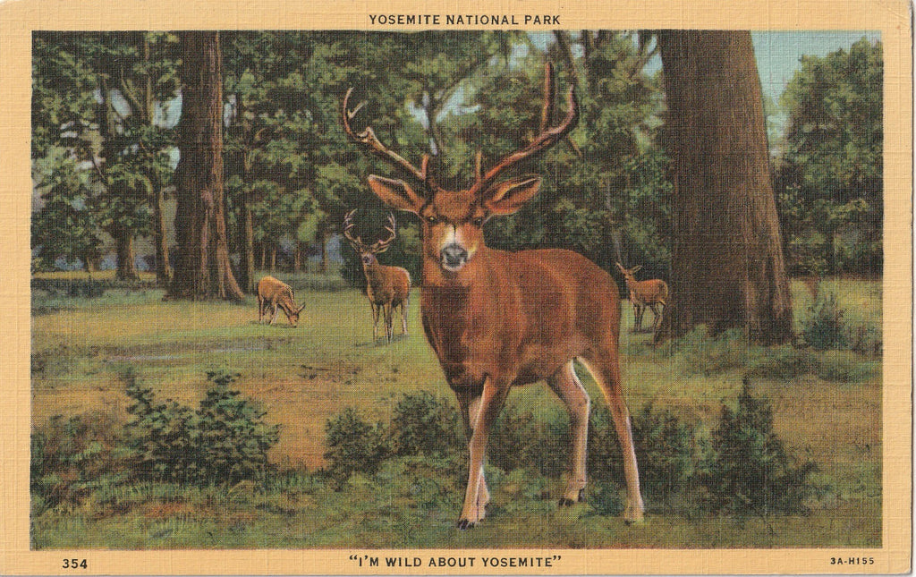 I'm Wild About Yosemite Deer Postcard