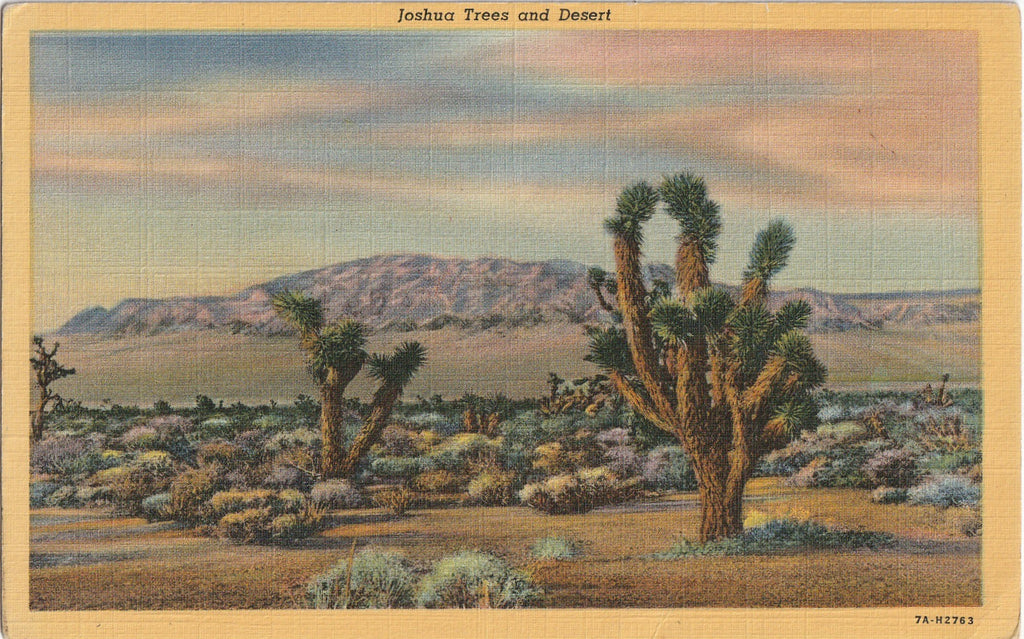 Joshua Trees and Desert Nevada Postcard