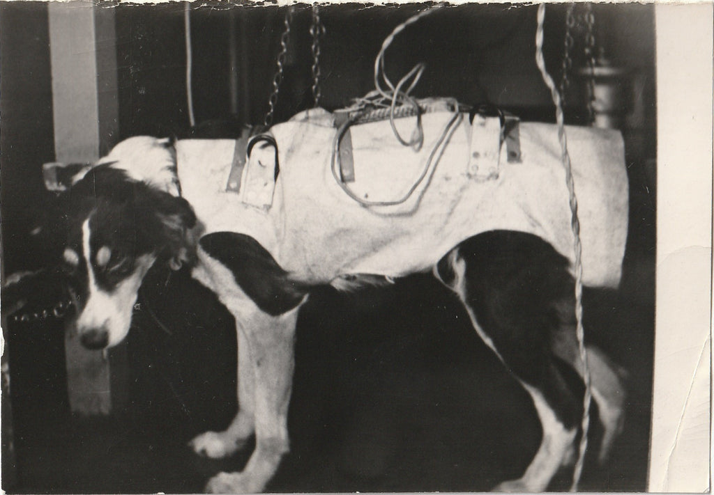 Laboratory Dog - Animal Testing - Lab Experiment - Photo, c. 1950s