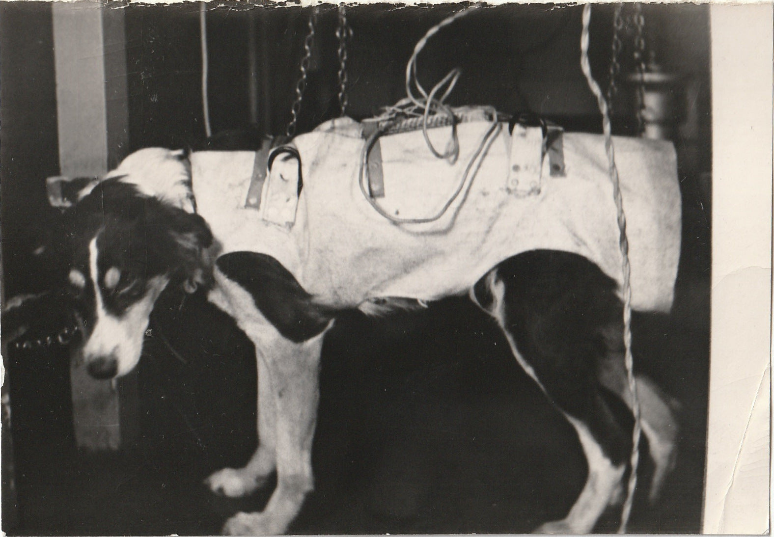 Animal Testing On Dogs