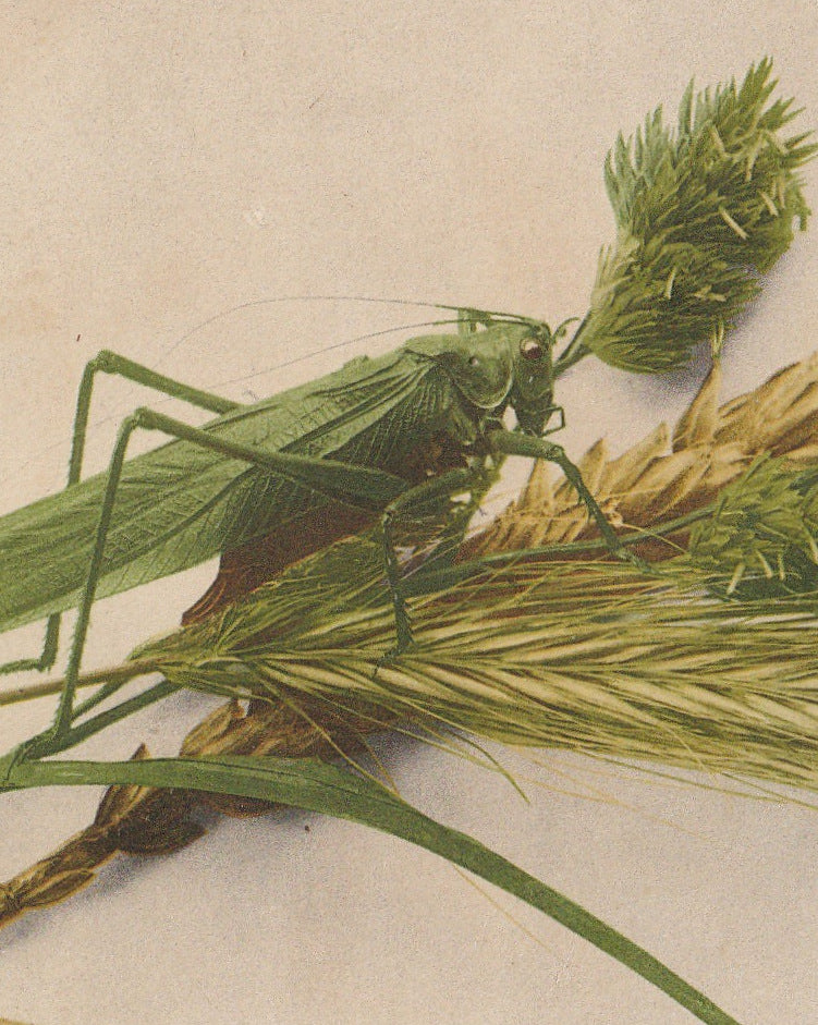 Lucky Green Grasshopper Antique Postcard Close Up 3