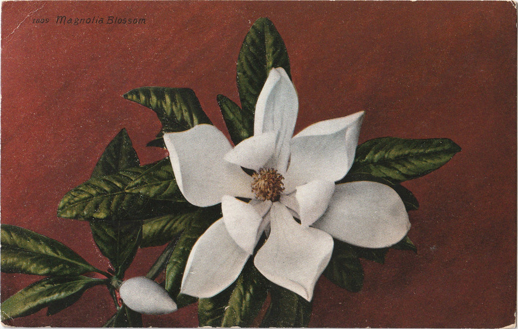 Magnolia Blossom Postcard
