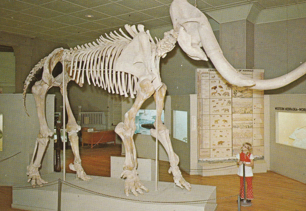 Mammoth Skeleton University of Nebraska Postcard Close Up