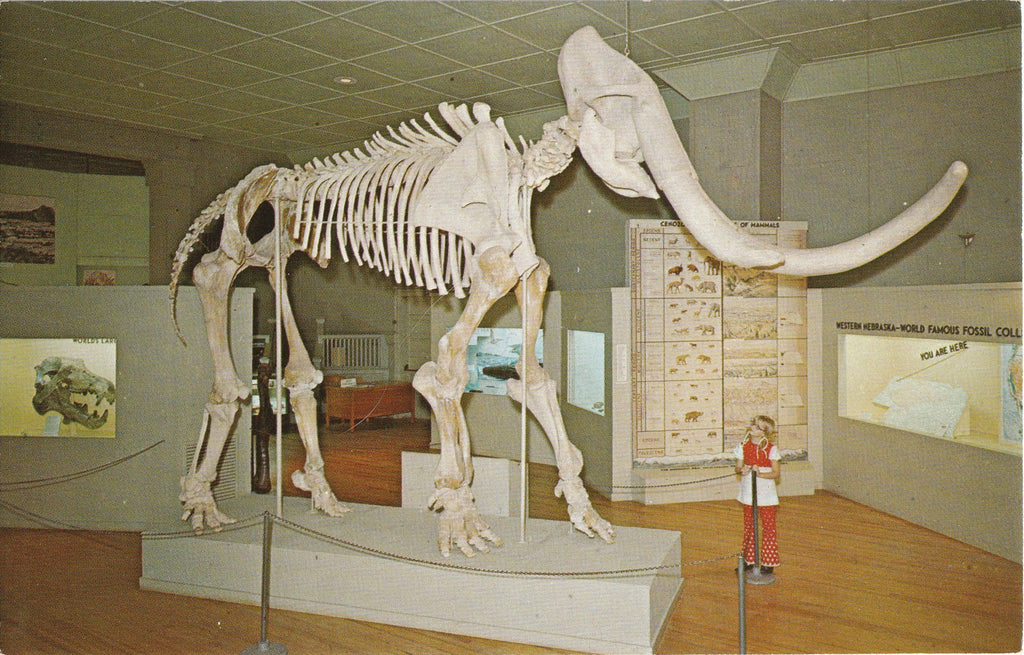 Mammoth Skeleton University of Nebraska Postcard