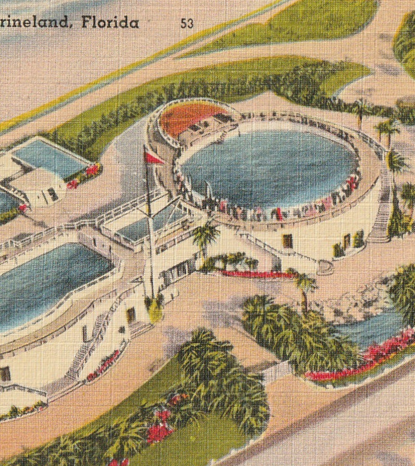 Marine Studios Marineland FL Vintage Postcard Close Up