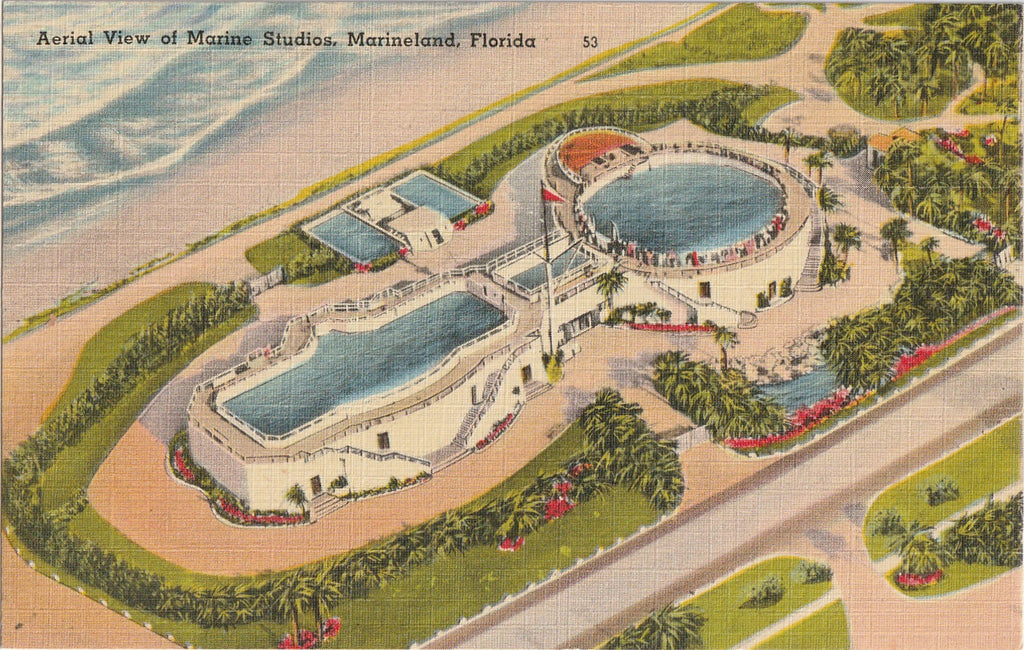 Marine Studios Marineland FL Vintage Postcard