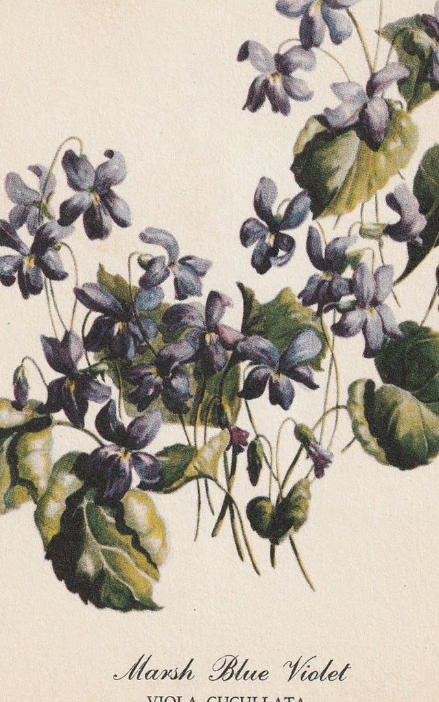 Marsh Blue Violet - Kathleen Cassel - American Nature Association - Postcard, c. 1910s Close Up