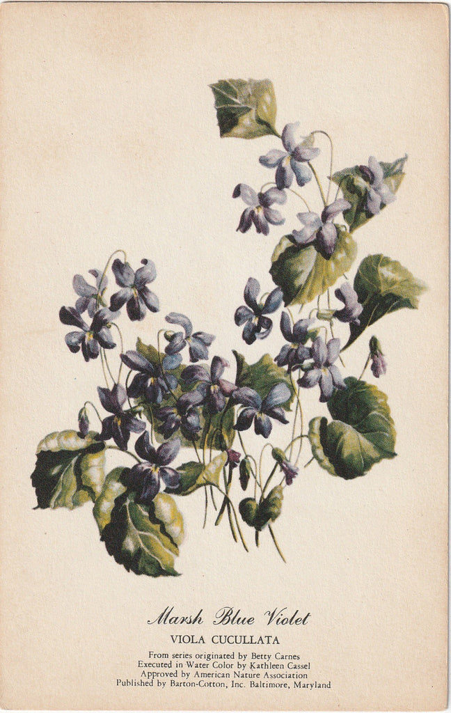 Marsh Blue Violet - Kathleen Cassel - American Nature Association - Postcard, c. 1910s