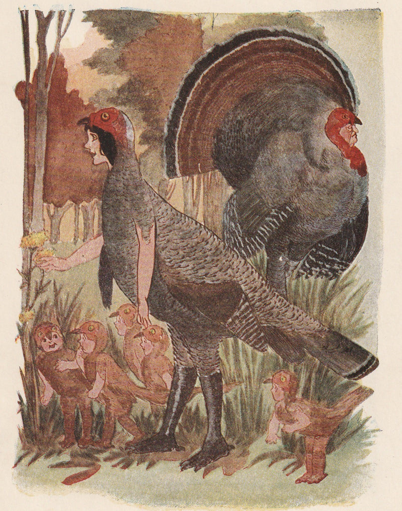 Mr. Turkey Cock - Bird Children Book Page- Elizabeth Gordon - M. T. Ross- Print, c. 1912 Close UP