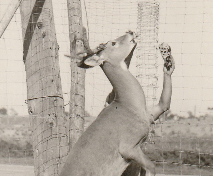 Oh Deer - RPPC, c. 1950s Close Up