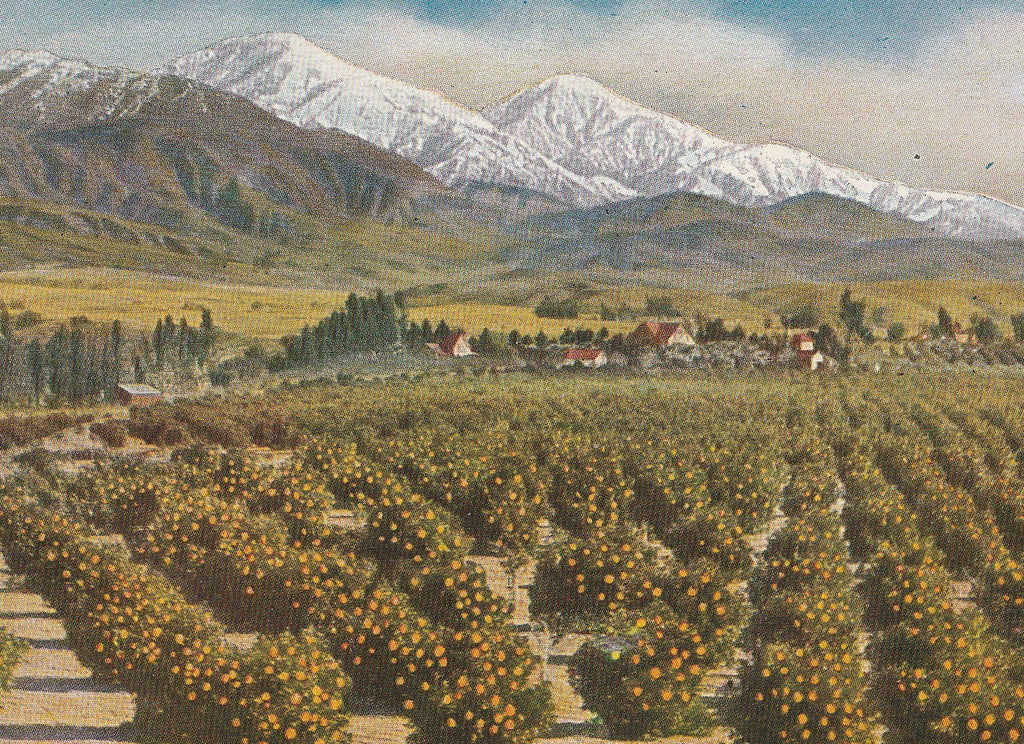 Oranges and Snow in Winter California Antique Postcard Close Up