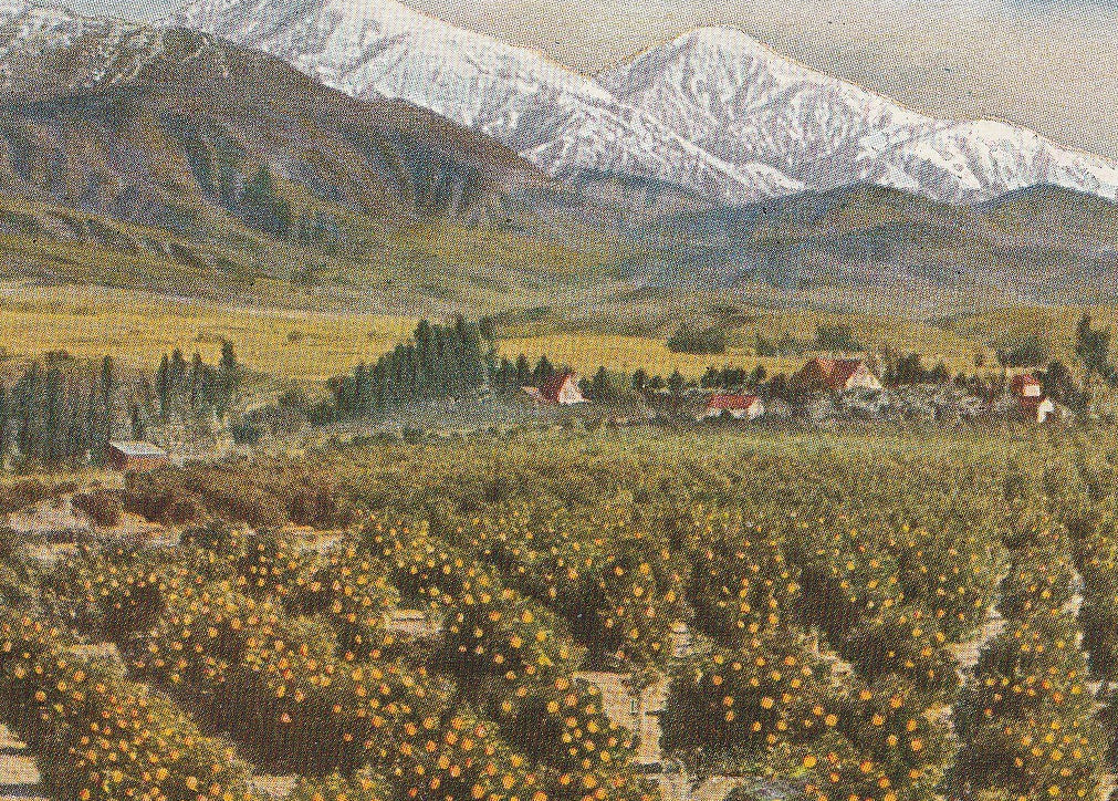 Oranges and Snow in Winter California Antique Postcard Close Up 2